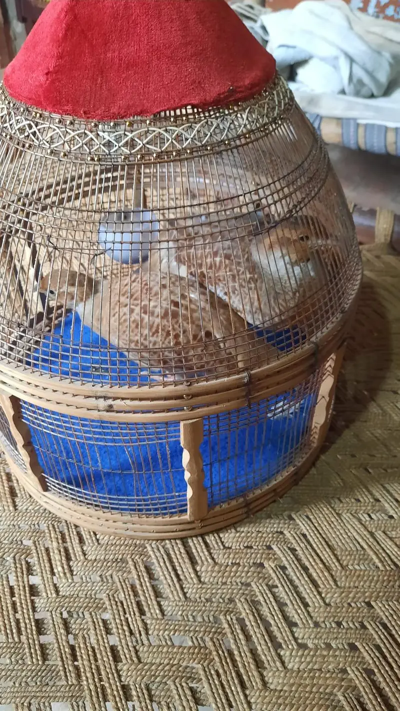 white teetar pair available with fertile eggs — photo 2