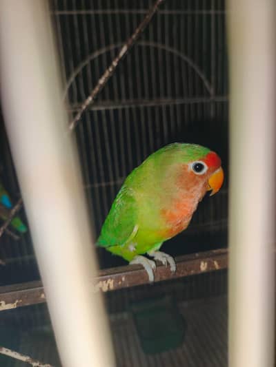 love birds pair for sale