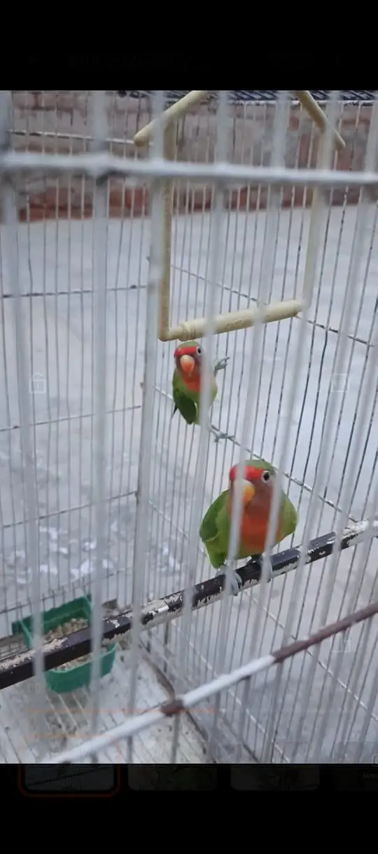 love birds pair for sale — photo 2