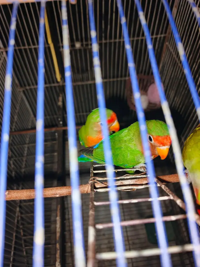 love birds pair for sale — photo 3
