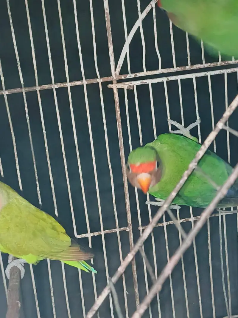love birds pair for sale — photo 4