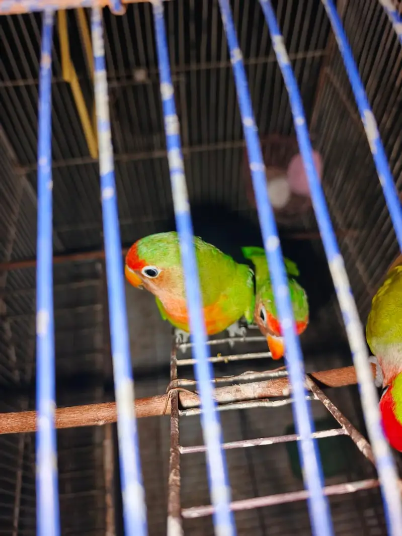 love birds pair for sale — photo 5