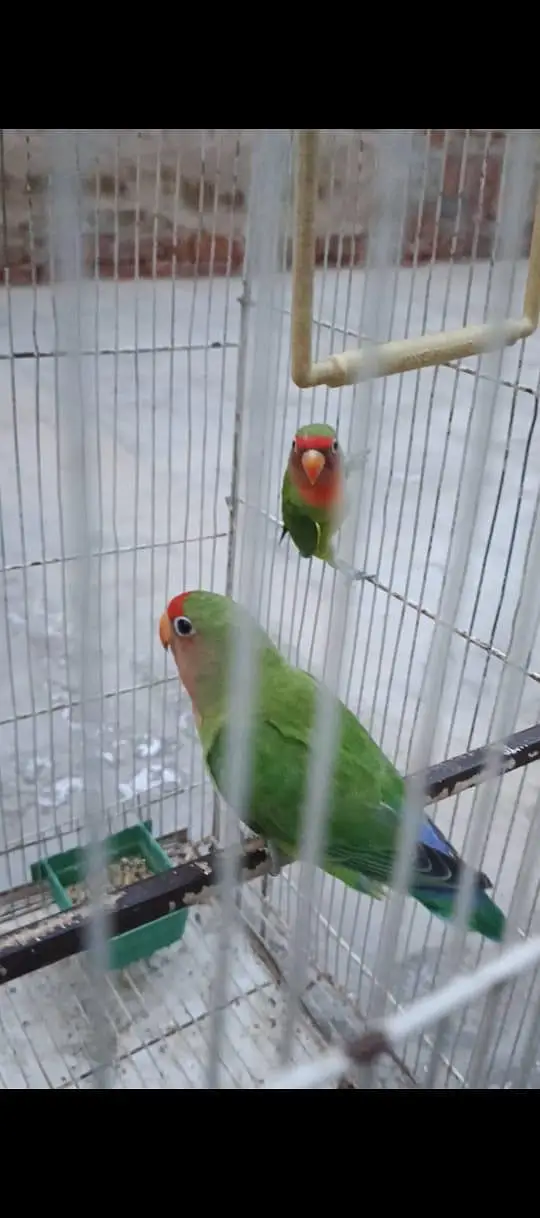 love birds pair for sale — photo 6