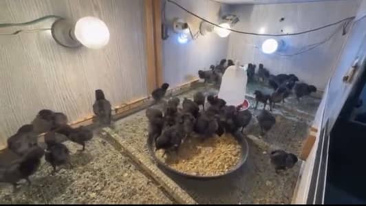Pure Ayam Cemani chicks