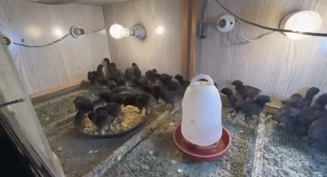 Pure Ayam Cemani chicks — photo 2