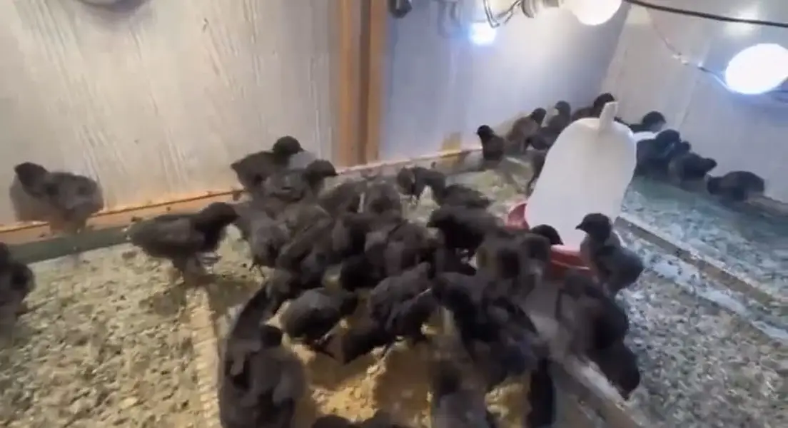 Pure Ayam Cemani chicks — photo 3