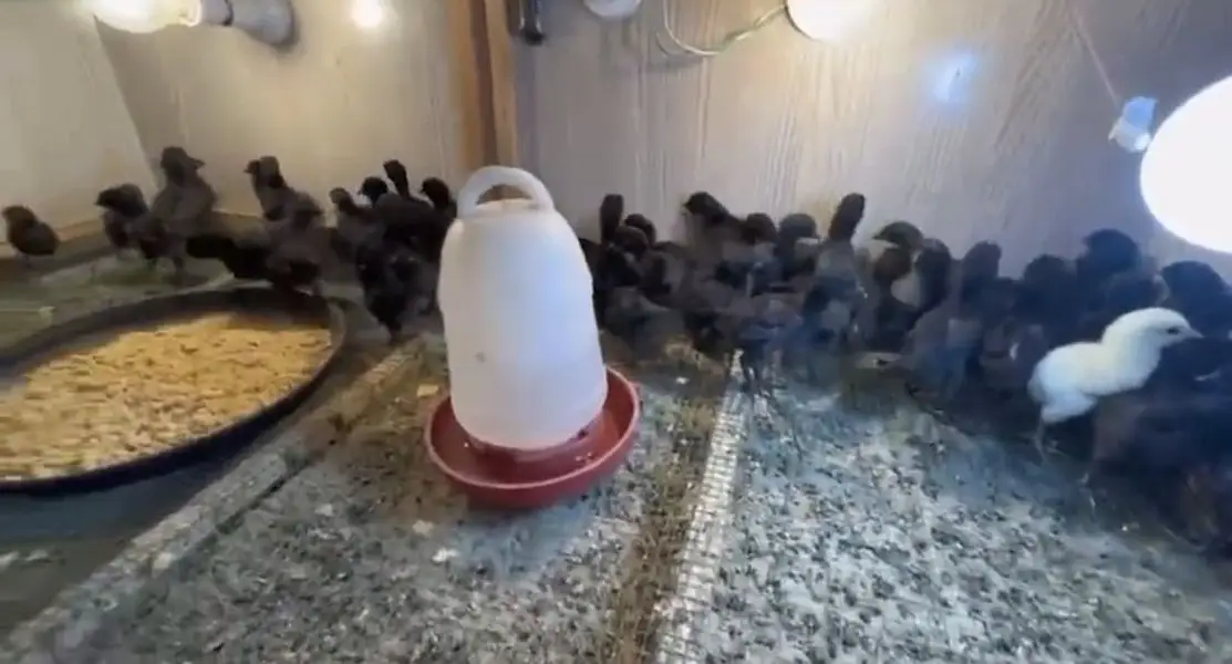 Pure Ayam Cemani chicks — photo 4