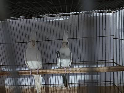urgent sale cocktai enol pair