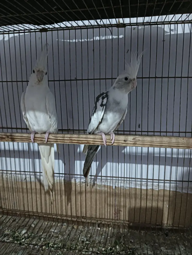 urgent sale cocktai enol pair — photo 2