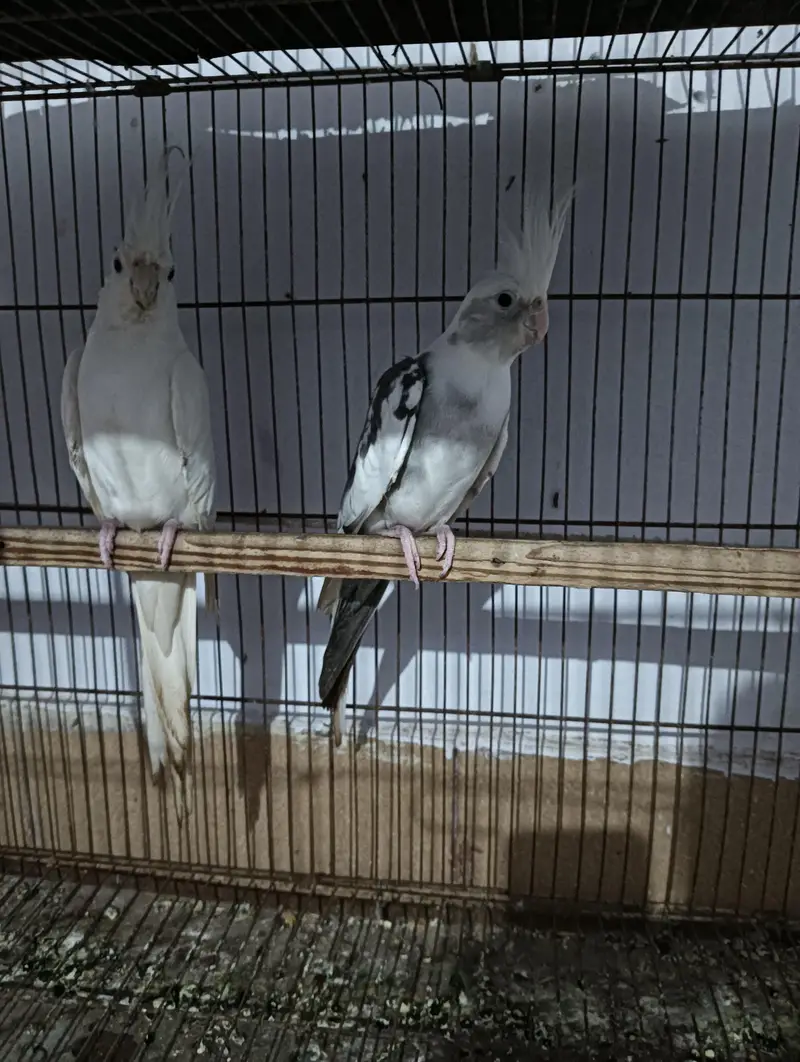 urgent sale cocktai enol pair — photo 3