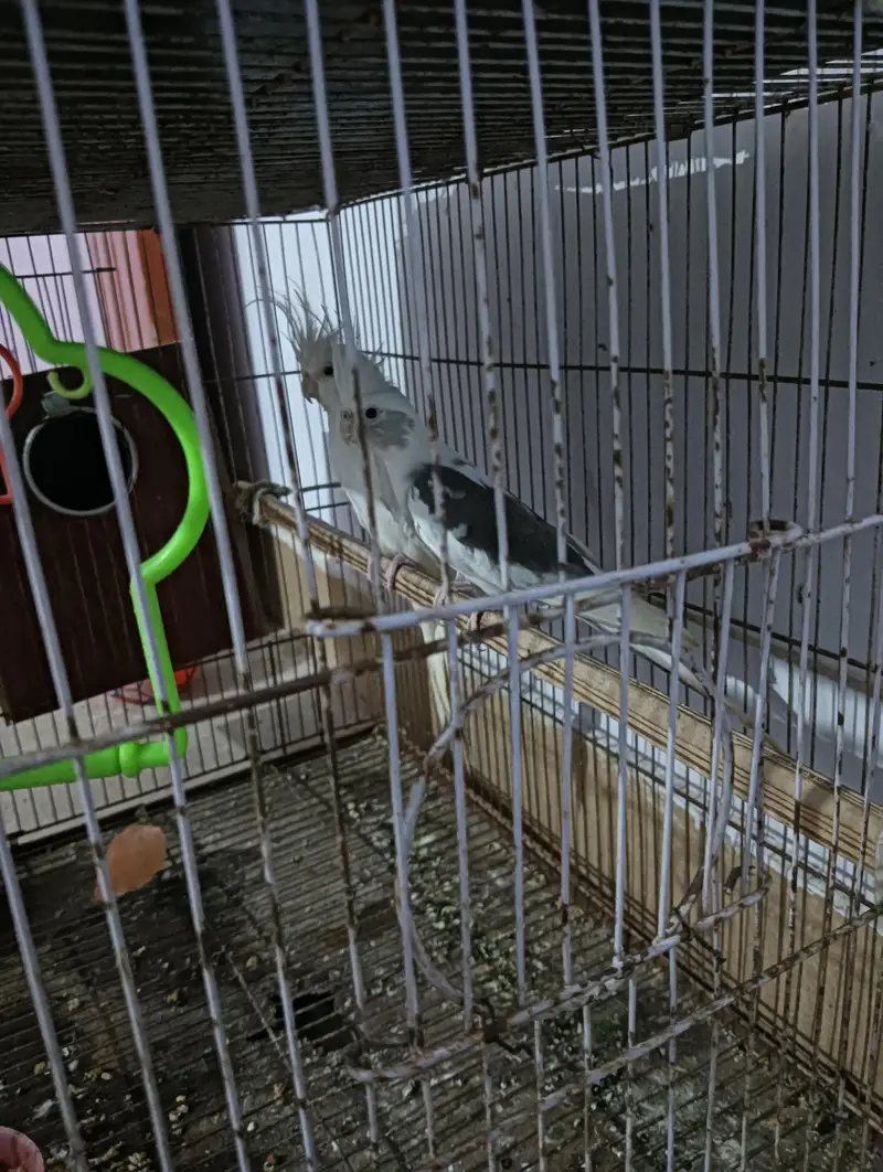 urgent sale cocktai enol pair — photo 4