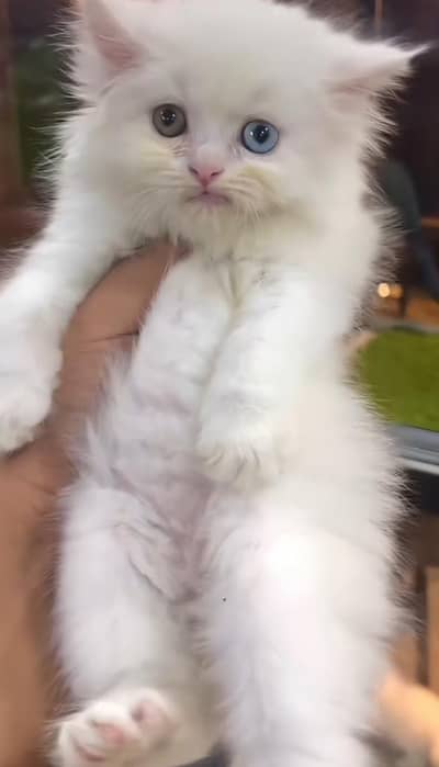 pure Persian cats vaccinated and healthy active WhatsApp/0344/6895398/