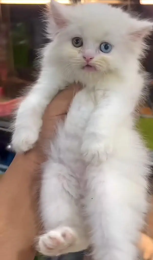 pure Persian cats vaccinated and healthy active WhatsApp/0344/6895398/ — photo 2
