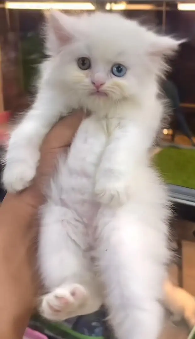 pure Persian cats vaccinated and healthy active WhatsApp/0344/6895398/ — photo 4