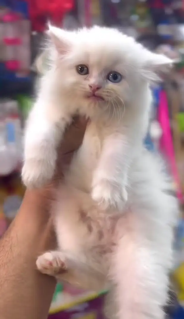 pure Persian cats vaccinated and healthy active WhatsApp/0344/6895398/ — photo 9