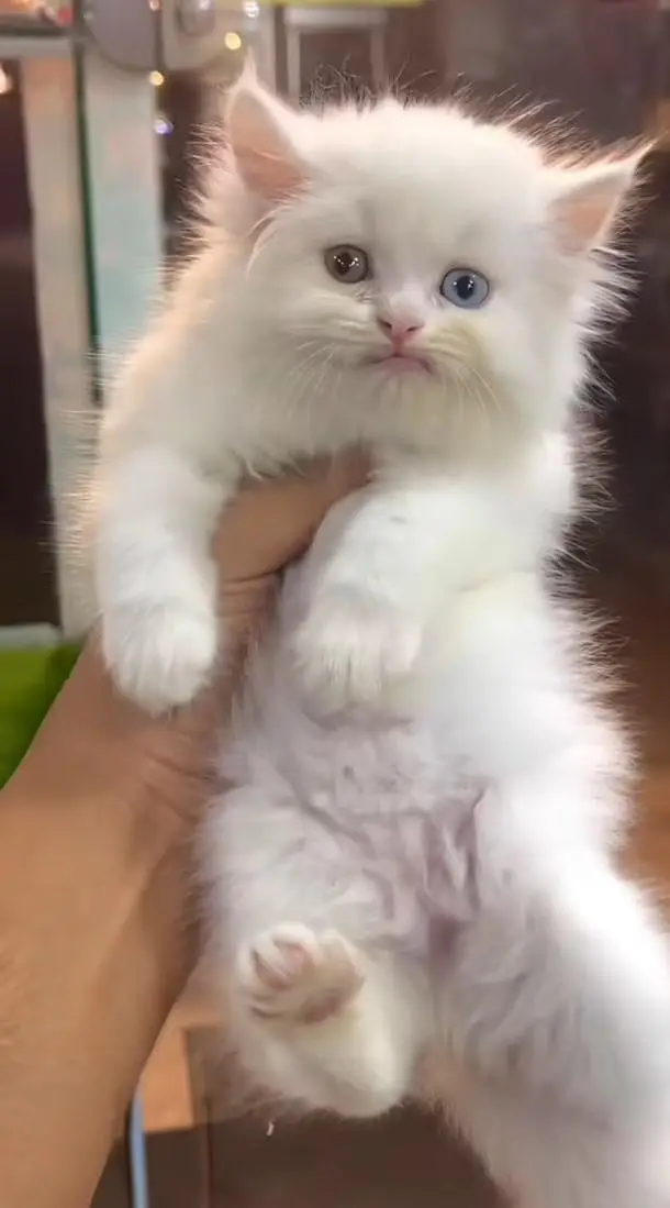 pure Persian cats vaccinated and healthy active WhatsApp/0344/6895398/ — photo 10