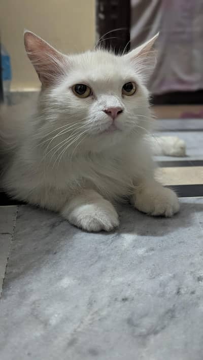 double coated female Persian cat