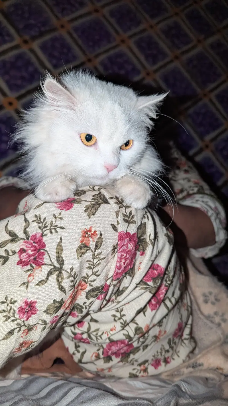 double coated female Persian cat — photo 2