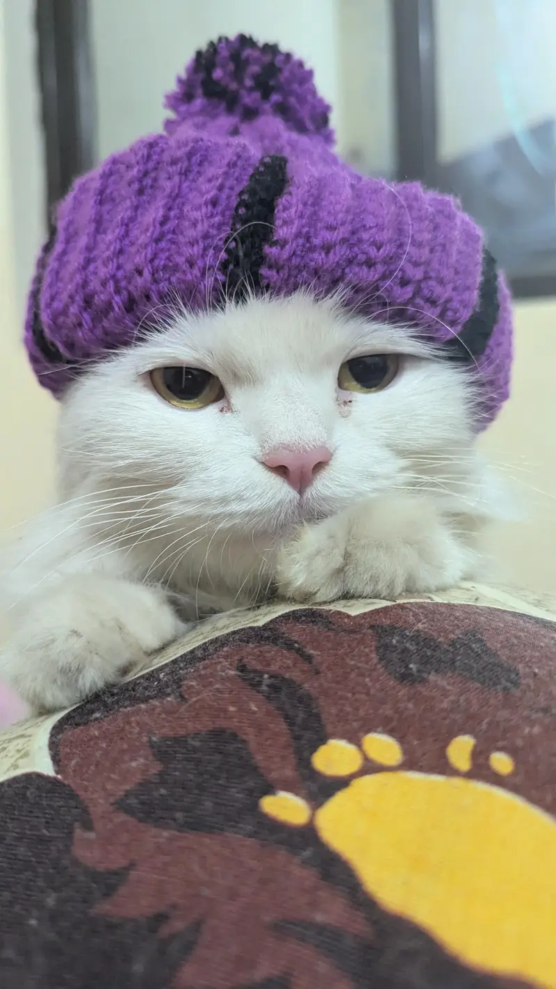 double coated female Persian cat — photo 3