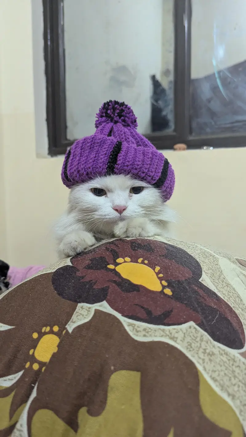 double coated female Persian cat — photo 4