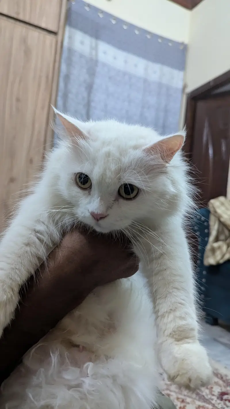 double coated female Persian cat — photo 5