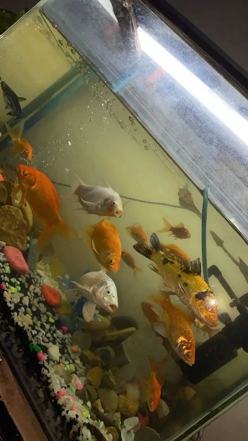 guppy molly goldfish all fishes available