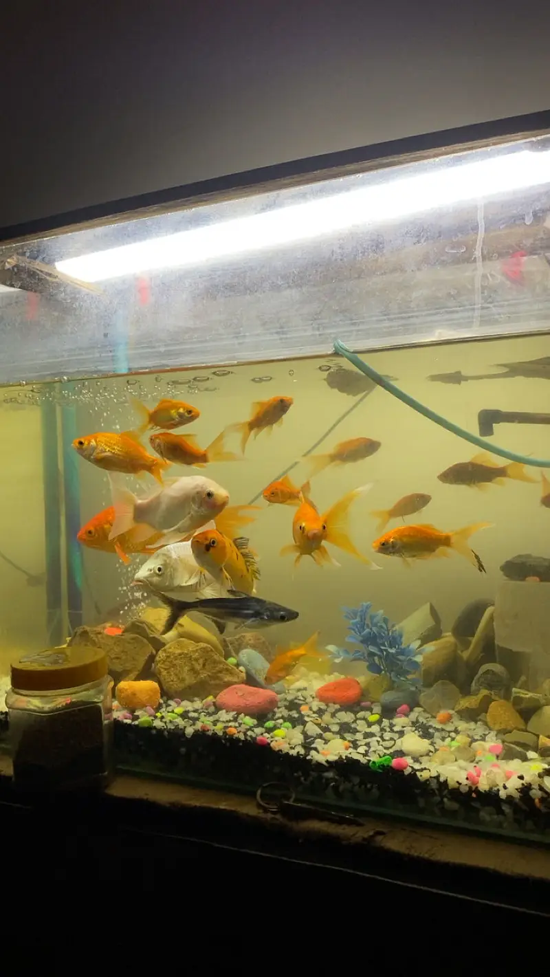 guppy molly goldfish all fishes available — photo 2
