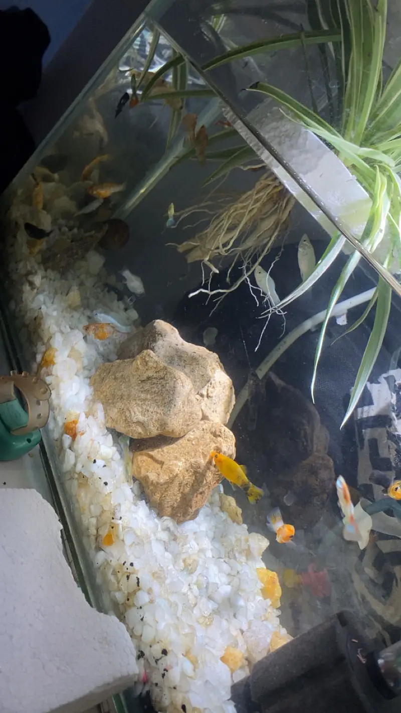 guppy molly goldfish all fishes available — photo 3