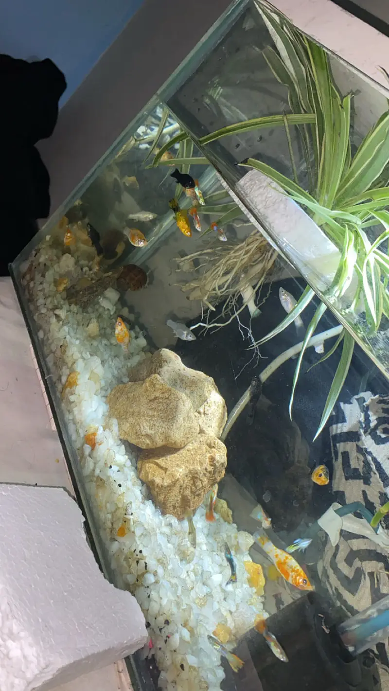 guppy molly goldfish all fishes available — photo 4
