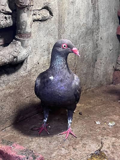 kabooter