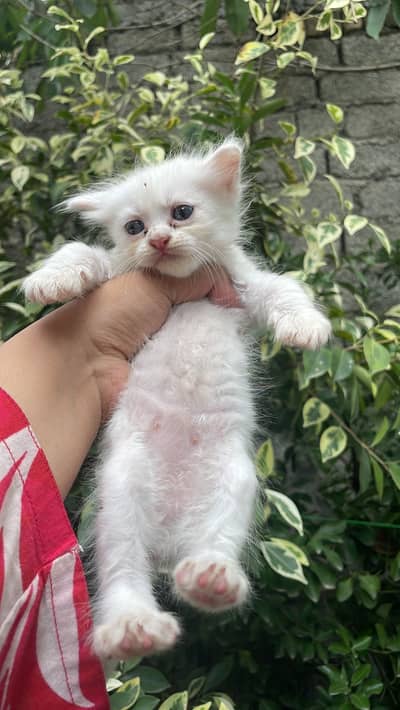 Persian cat Contact kryn agr leni hn to