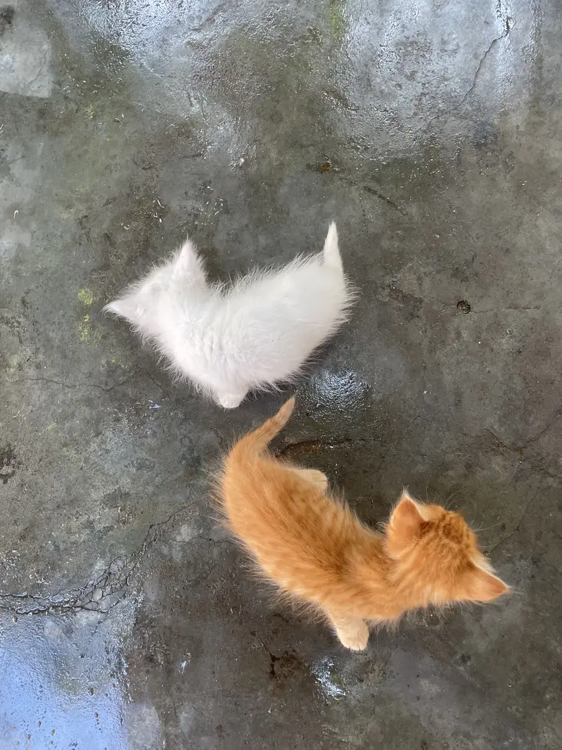 Persian cat Contact kryn agr leni hn to — photo 2