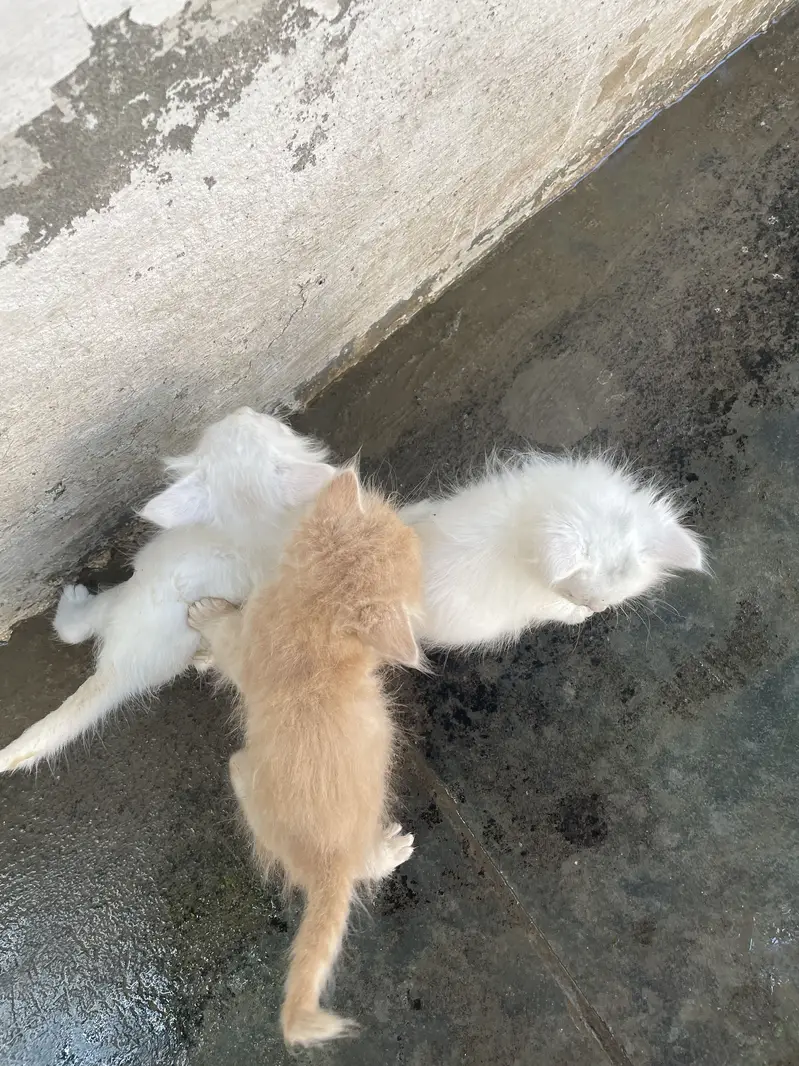 Persian cat Contact kryn agr leni hn to — photo 3