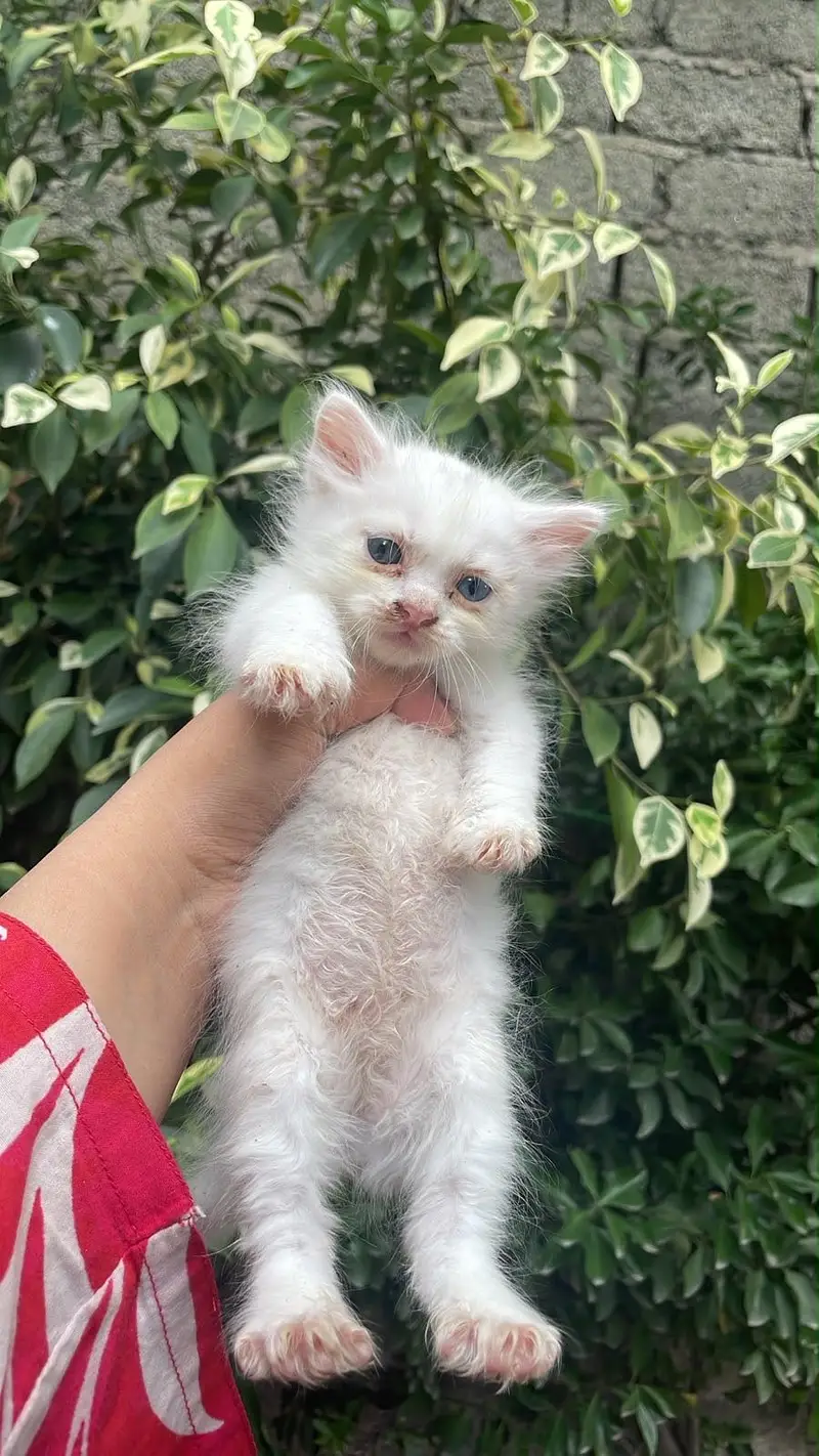 Persian cat Contact kryn agr leni hn to — photo 4