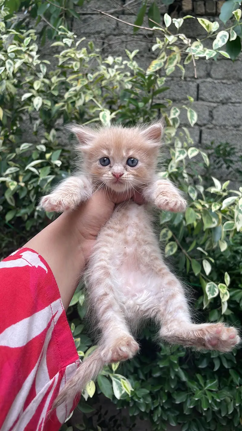 Persian cat Contact kryn agr leni hn to — photo 5