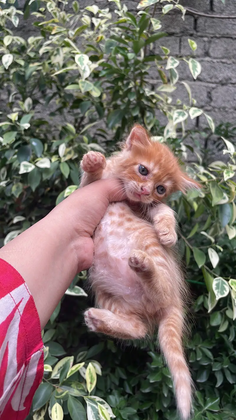 Persian cat Contact kryn agr leni hn to — photo 6