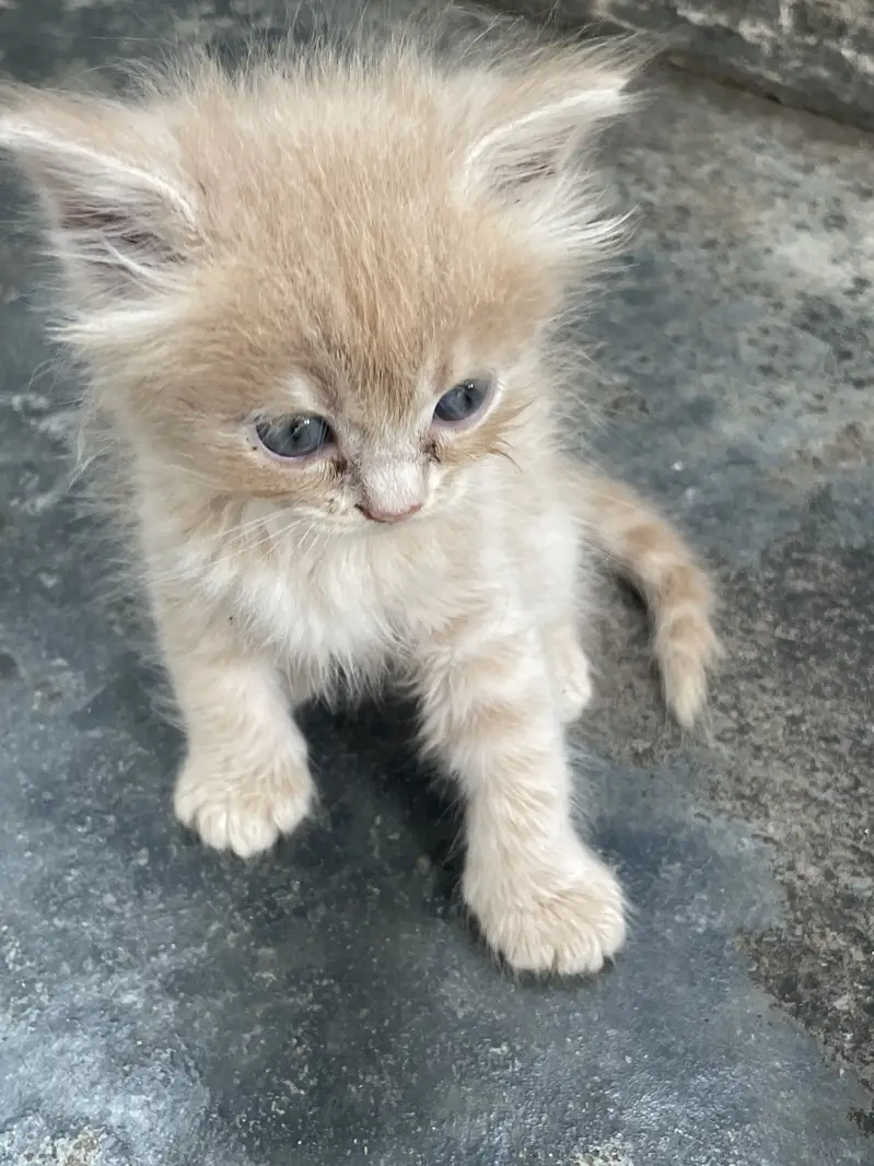 Persian cat Contact kryn agr leni hn to — photo 7