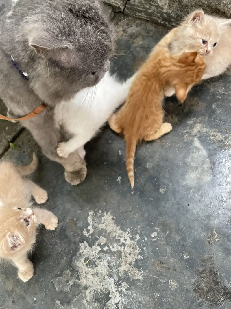 Persian cat Contact kryn agr leni hn to — photo 8