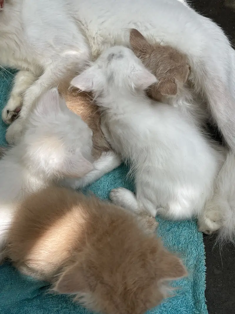 Persian cat Contact kryn agr leni hn to — photo 9