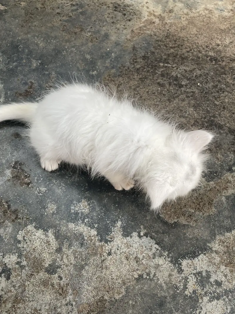 Persian cat Contact kryn agr leni hn to — photo 10
