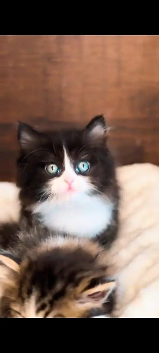 pure Persian cats vaccinated and healthy active WhatsApp/0344/6895398/ — photo 2