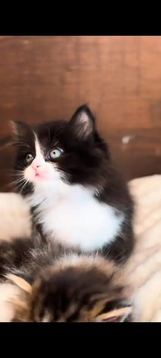 pure Persian cats vaccinated and healthy active WhatsApp/0344/6895398/ — photo 3