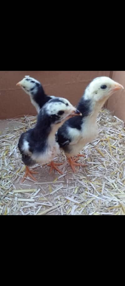 black German oh shamo chicks | imported bloodline |