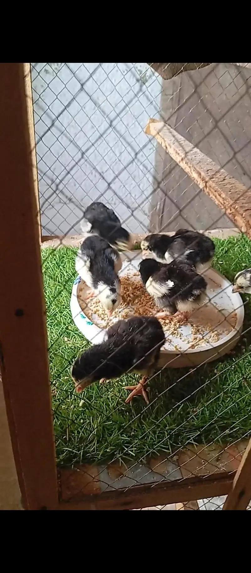black German oh shamo chicks | imported bloodline | — photo 2