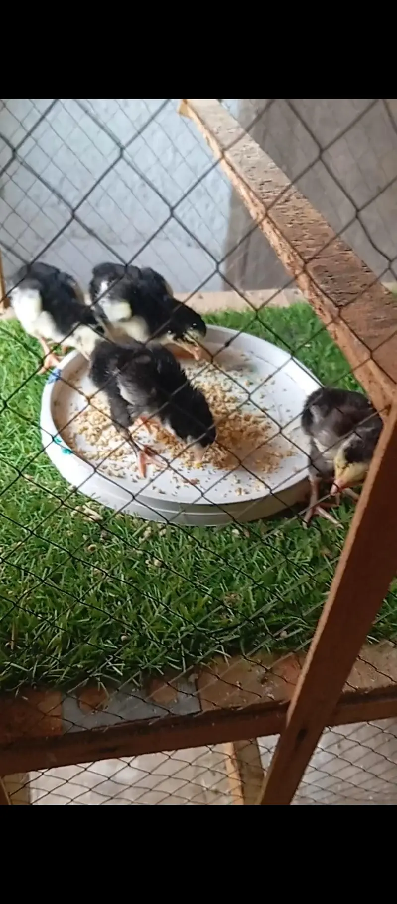 black German oh shamo chicks | imported bloodline | — photo 3
