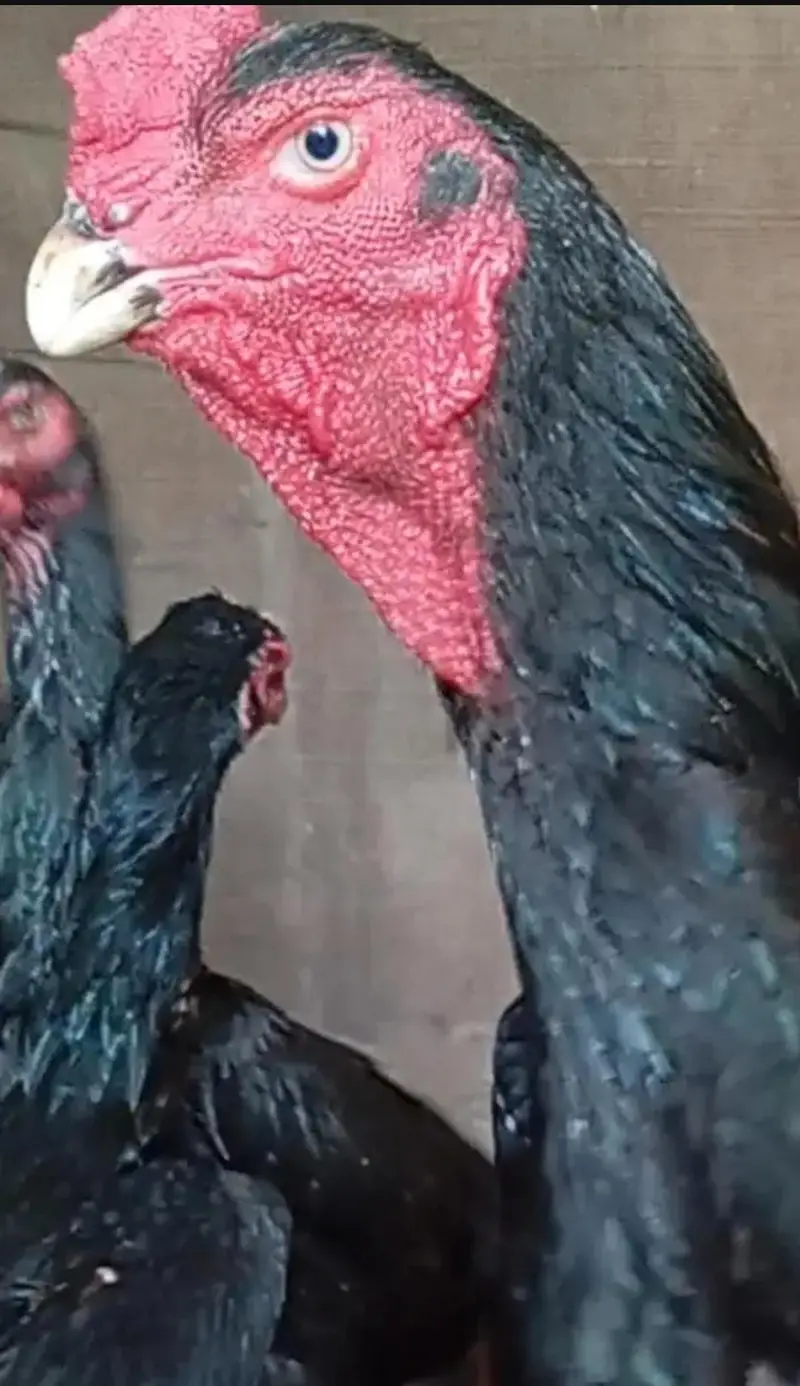 black German oh shamo chicks | imported bloodline | — photo 4