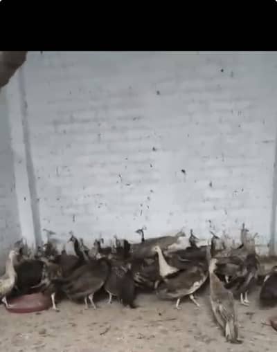 Peacock Pathy