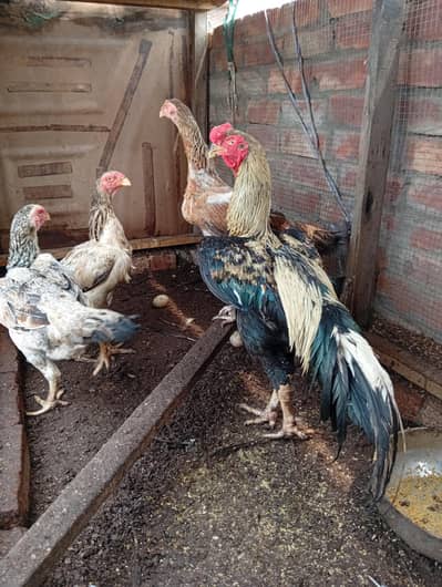 shamo breeder set