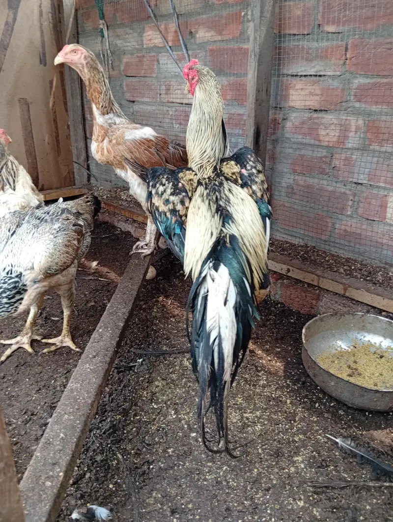 shamo breeder set — photo 2