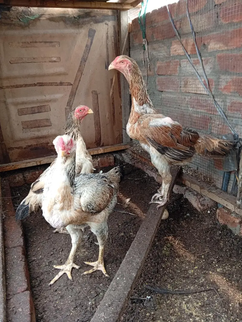 shamo breeder set — photo 3